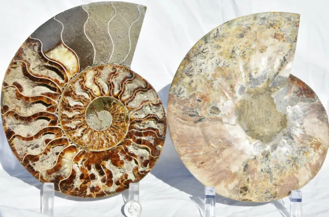 Dinosaur PAIR Ammonite MultiColor Crystals XXXLG 203mm 110myo FOSSIL 8.0" 2669xx