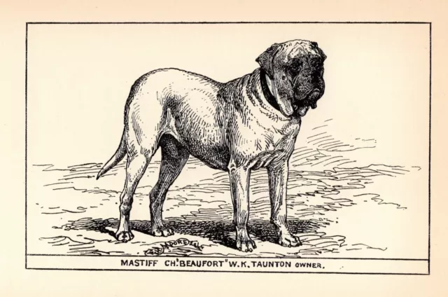 Antique Mastiff Print 1912 Moore Ch Beaufort Mastiff Wall Art Decor 4816Q