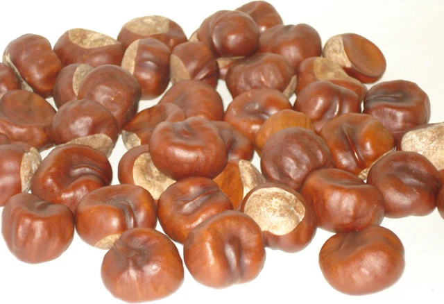 Anti Arañas/Repelente De Insectos - 80 Conkers De Castañas De Indias Reales, Artesanías Florales