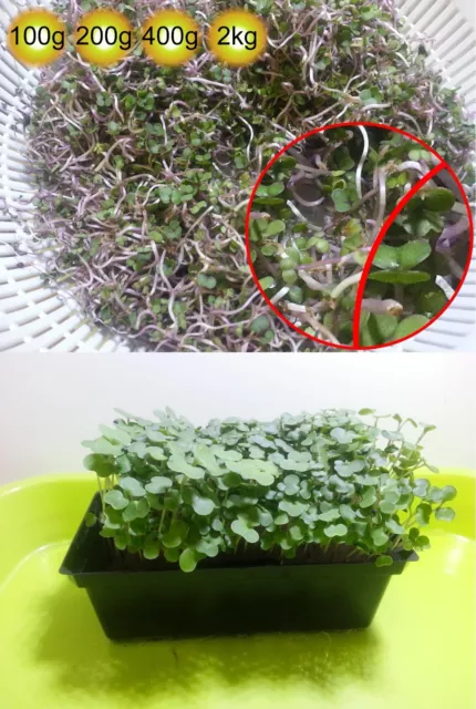 Kale Red Russian Sprout seeds  ( Sprouts Vegetable, Sprouting seeds )