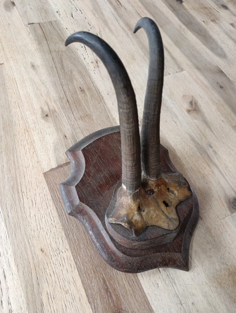 Trophée De Chamois – Cornes Sur Bois – Taxidermie – Objet De Curiosité