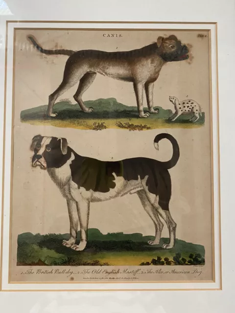 1816 Copper Plate Engraving of English Bulldogs Hand Tinted