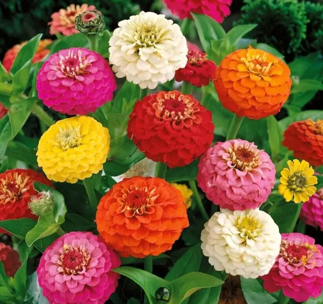 Graines de Zinnia nain Pepito - variété à fleurs doubles