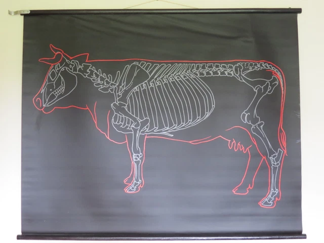 COOL VINTAGE PULL Roll Down School Wall Chart Of Cow Skeleton Outline ...