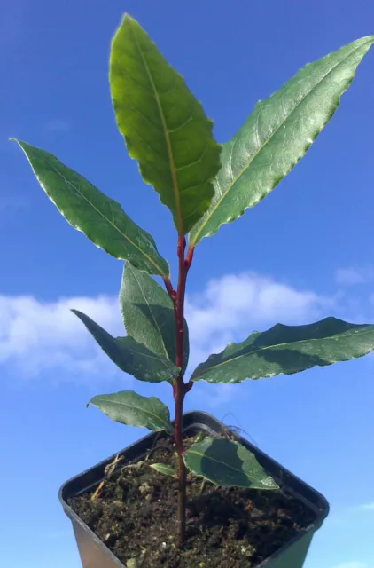 BAY LAUREL Laurus nobilis planta árbol de hoja perenne hojas aromáticas, 20-25 cm de alto