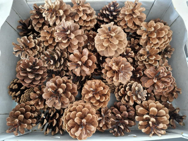 45 Kiefernzapfen groß 6-8 cm Tannenzapfen Basteln Deko 