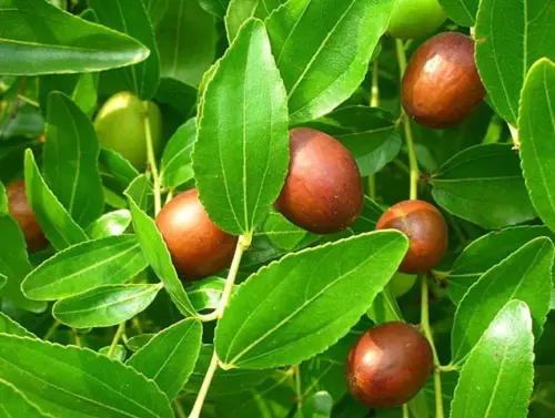 Wild Chinese Jujube - Chinese Date - 5+ seeds - Semillas - Graines - Samen G 104