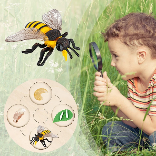 BEE LIFE CYCLE Of A Growth Stage Model Educational Plant 4 Year Old ...
