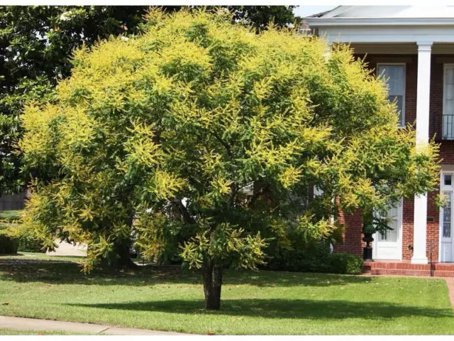 GOLDEN RAIN TREE (Koelreuteria paniculata) - 100 / 250 / 750 SEEDS + Gift