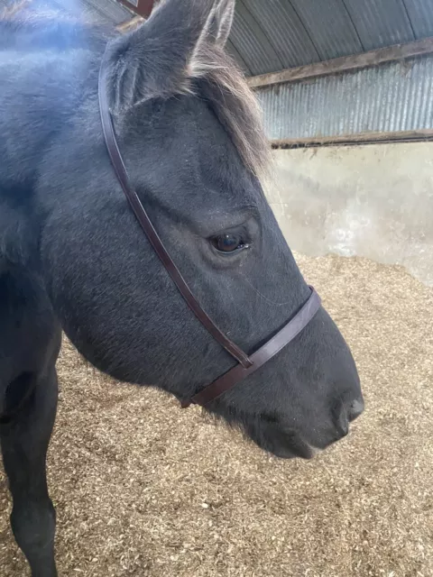 Shires Blenheim noseband