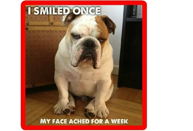 Funny English Bull Dog Smiled Once Refrigerator / Tool  Box  Magnet