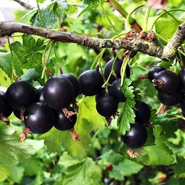 Jostaberry Fruit Bush Hardy Plants (Blackcurrant &Gooseberry) in 9cm Pots