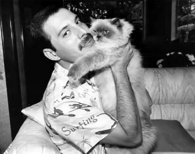 Freddie Mercury Queen Cat Celebrity Rare Exclusive 8.5x11 Photo 522