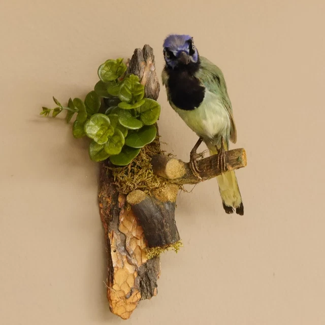 Grünhäher Inkahäher Rabenvogel Preparación de Animales Pájaro 2