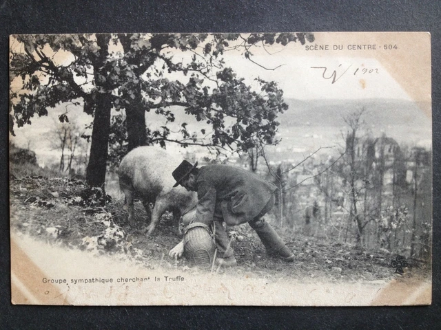 cpa FRANCE COCHON PORC Cherchant la TRUFFE Champignon Pig Truffle nose mushroom