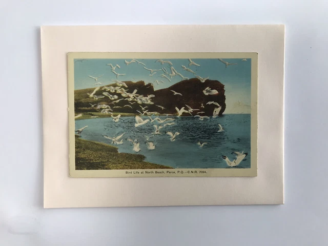 Carte postale Ancienne Percé  Envol De Fous De Bassan Oiseaux Plage Nord
