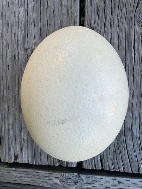 "Cáscara de huevo de avestruz en blanco para manualidades, decoración, pinturas de 7"
