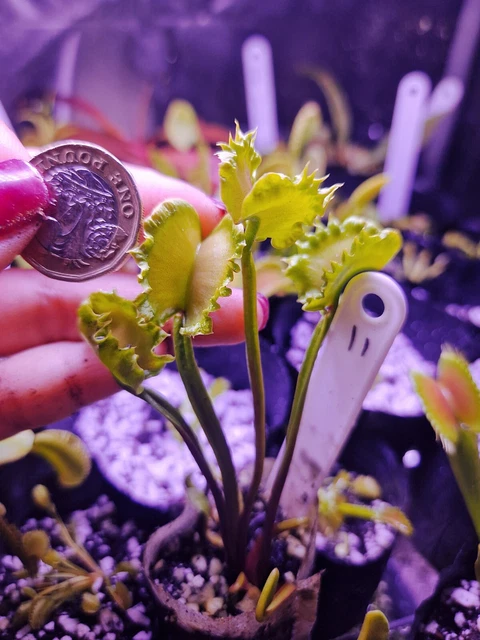 CARNIVOROUS PLANTS VENUS Flytrap Dionaea Muscipula 'Carnivoria Eruption ...