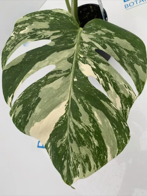 Monstera deliciosa var Borsigiana Variegated Albo ESTABLISHED PLANT Rare Indoor