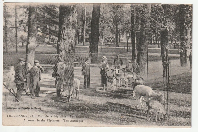 NANCY - CPA 54 - LA PEPINIERE - Parc aux Cerfs, daims et biches