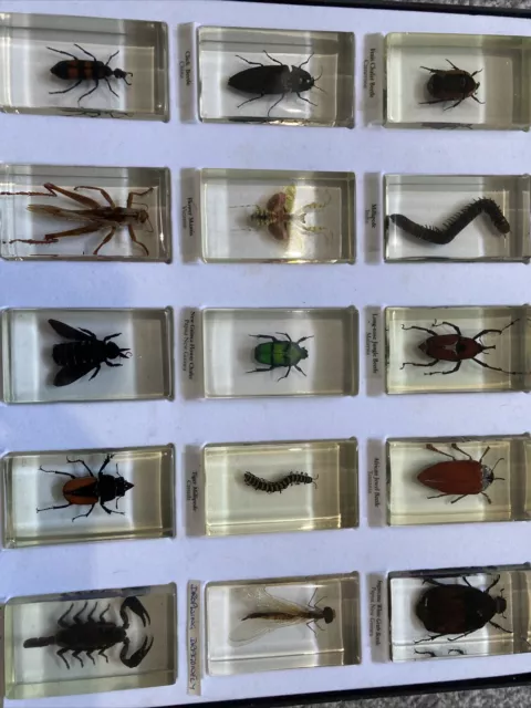 15x National Geographic Real Life Bugs and Insects Resin Collection Display Case