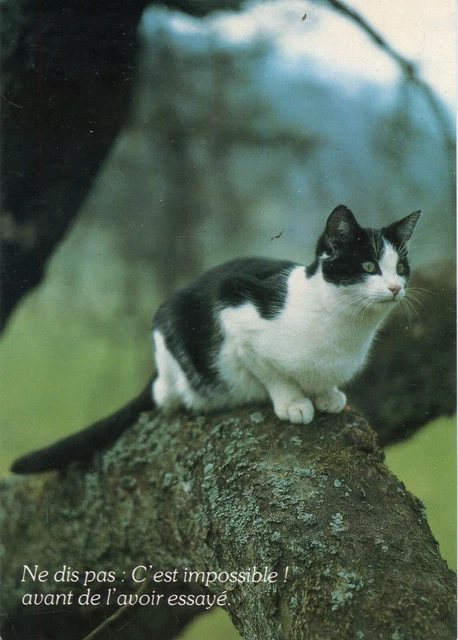 Cpsm / Carte Postale / Chat / Cat // Photo Reinhard / Mauritius Houtland Brugge