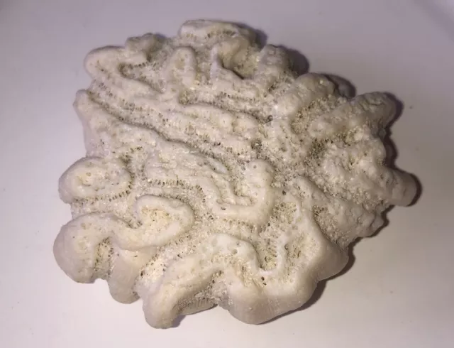 Natural Sea Salt Water Coral Fossil Aquarium Nautical Gorgeous Brain Coral White Natural Sea Salt Water Coral Fossil Aquarium Nautical Gorgeous Brain Coral White