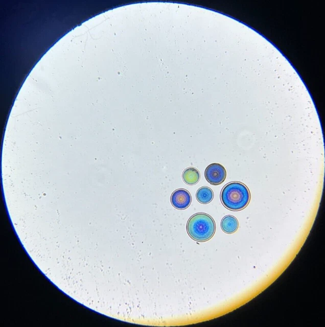19th c J.D. Moller Microscope Diatom Slide Actinocyclus Ralfsii Sm.