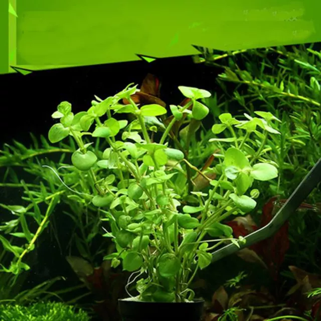 Aquarium Plant Seeds Fish Tank Aquatic Water Grass Foreground Decoration Plants
