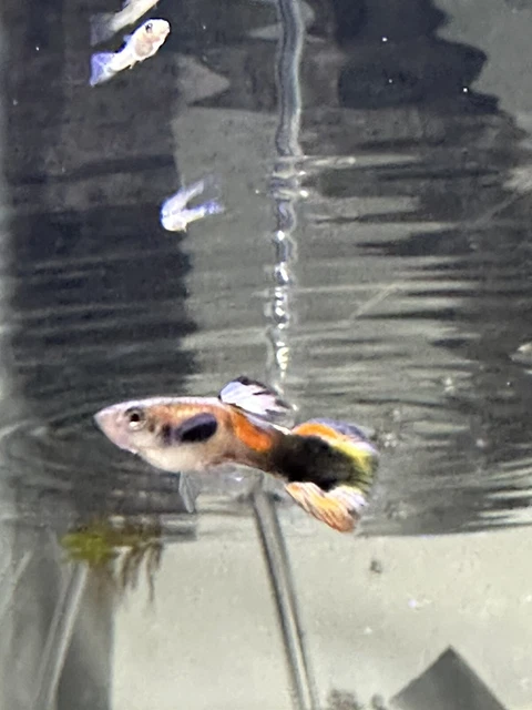 15+ Mutt Guppies