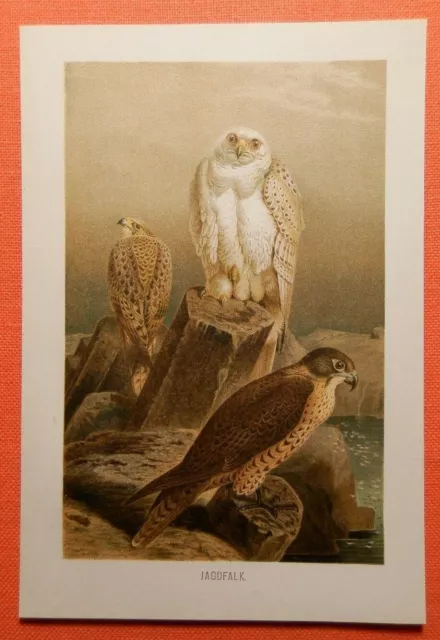 Jagdfalke Gerfalke Falcon Vögel Lithographie 1892 Ornithologie  Falcon