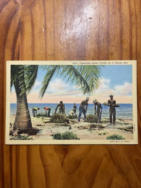 Black Americana Postcard Capturing Green Turtles On A Florida Key
