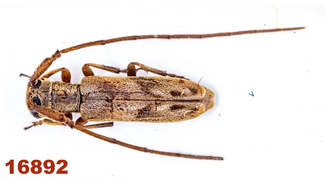 Cerambycidae: Lamiinae sp.   A2, 6 mm, Mounted, 1 pc