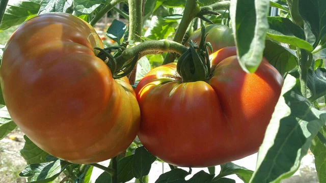 Graines De Tomate Crimson Géant | Variété Rare Heirloom | Tomates Énormes | Pour Jardin - 2
