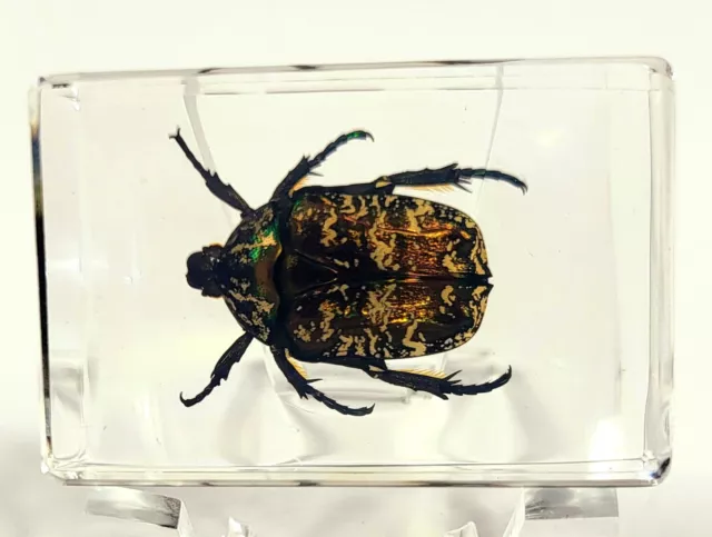 44mm Véritable Tacheté Fleur Chafer Beetle En Lucite Science Education Spécimen
