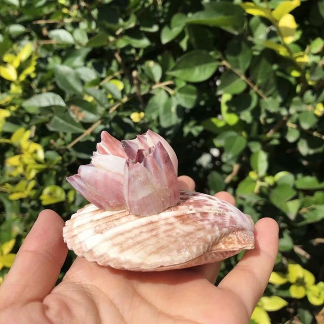 Natural Scallop Barnacle Coral Fish Tank Ornaments Aquarium Landscape DIY Decor