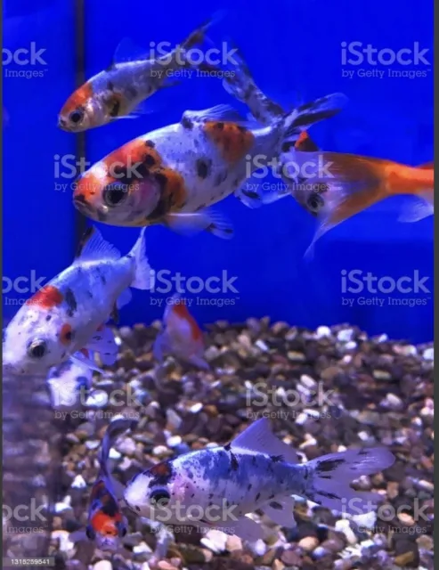 6 Live Shubunkin Goldfish Koi Pond Fish.
