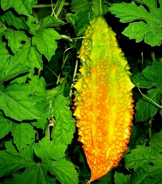 Chinese Bitter Cucumber - Bitter Melon Vine Seeds - COMB. S/H  SEE OUR STORE!