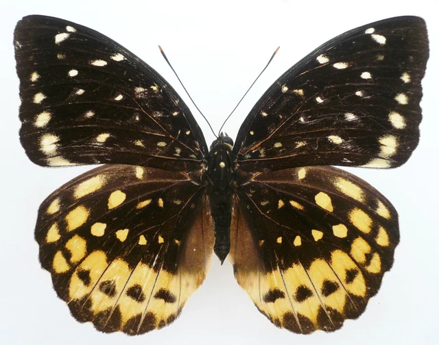 Lexias Aegle Miyatai Female From Sumbawa Isl.