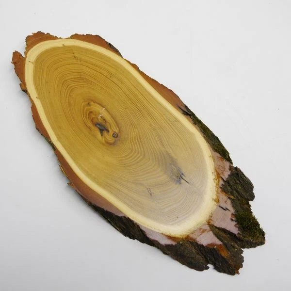 Acacia Escudo de Trofeo Ciervo Cornamenta Gamo Asta Baumschild AF35-36cm 2