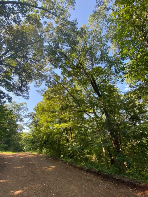LAND No Reserve Beautiful .29 Acre Property Lakeshore in Arkansas Ozarks SALE