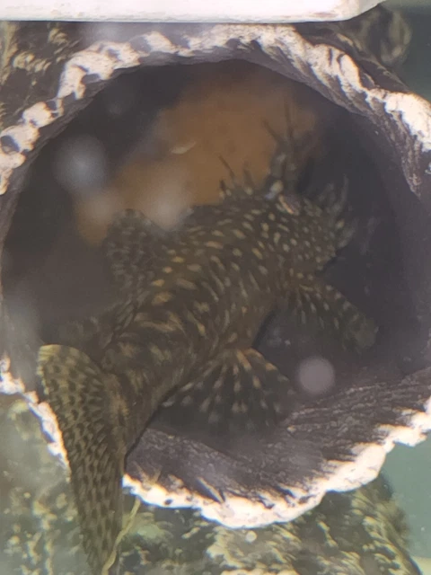 10 PACK (10-Chocolate) Shortfin Bristlenose Pleco's 1.5" inch