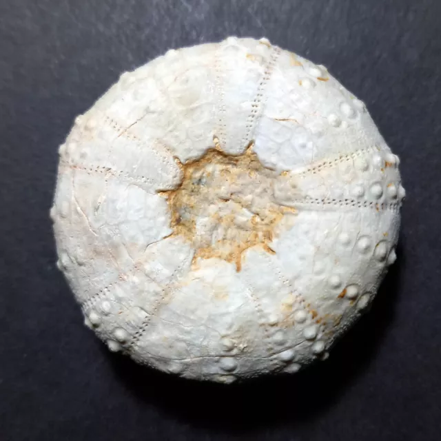 POLYDIADEMA TRAVISENSIS Rare Hedgehog, Cretaceous (USA)