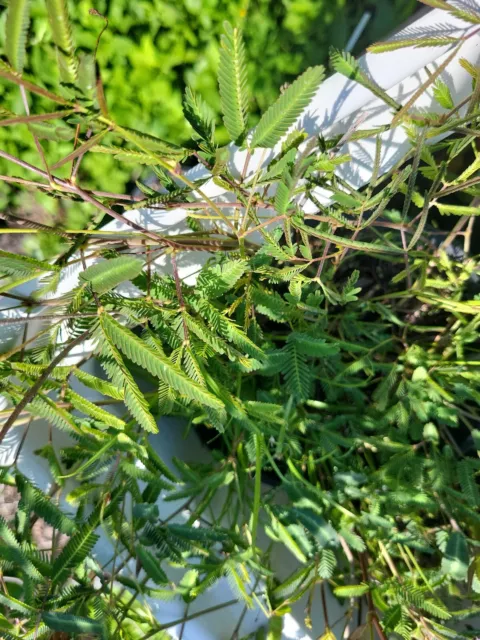15 Tropical Puff Seeds (Neptunia pubescens) Florida Ecotype