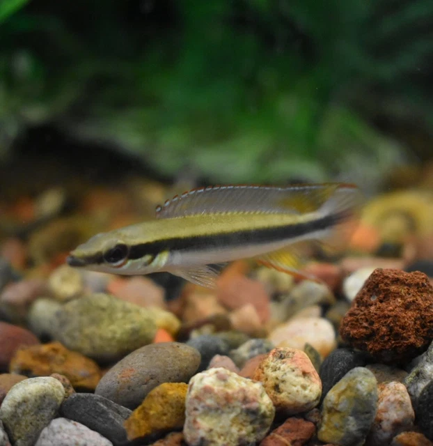 Live Regani Dwarf Pike Cichlid (1.5-2" Freshwater Aquarium Fish) *PLS READ DESCR