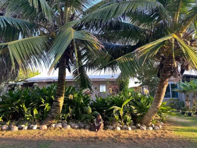 SAMOAN DWARF COCONUT Palm Tree 1 LIVE Seed Tropical Rare from Hawaii ...