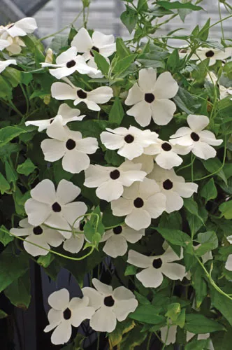 Flower - Thunbergia Susie - White Black Eye - 10 Seeds