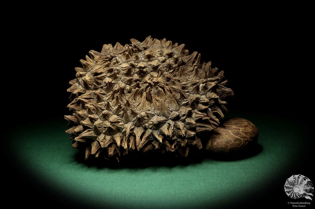 Phytelephas macrocarpa Sudamérica palma reciente frutos secos fruta seca decoración