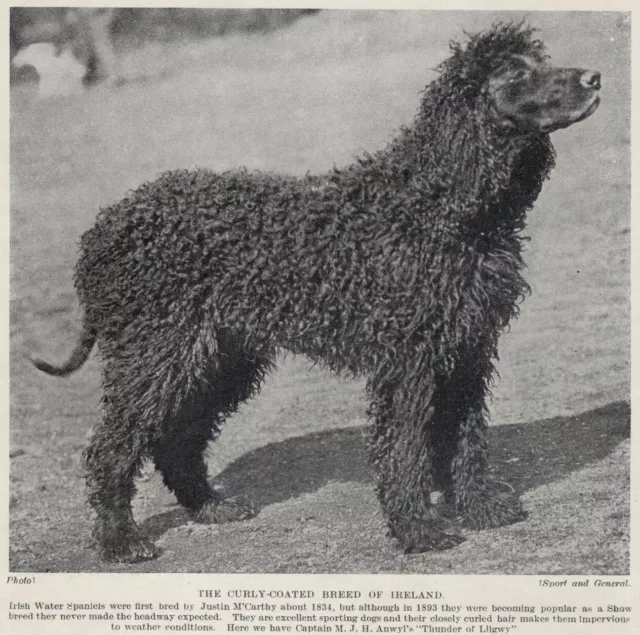 Irish Water Spaniel "Stack" - 1934 Vintage Dog Art "Photo" Print - CUSTOM MATTED