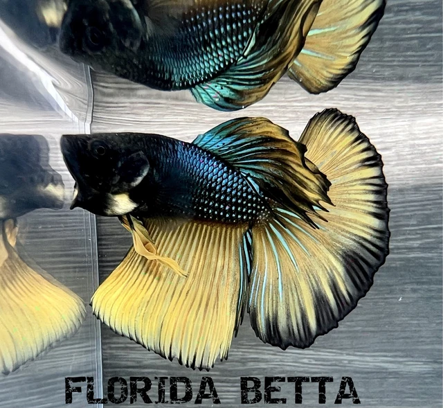 Live Betta Fish GREEN  MUSTARD GAS HALFMOON (HMPK MALE)-USA Seller B347